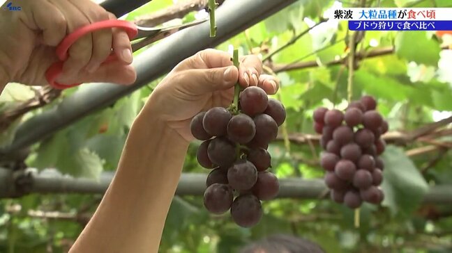観光ブドウ園で例年より早く大粒品種のブドウが食べ頃 おすすめの4品種を紹介 岩手・紫波町|TBS NEWS DIG