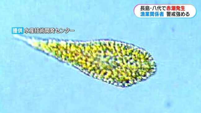 養殖ブリ日本一の長島町沿岸含む八代海で赤潮 漁業関係者は警戒高める 鹿児島|TBS NEWS DIG