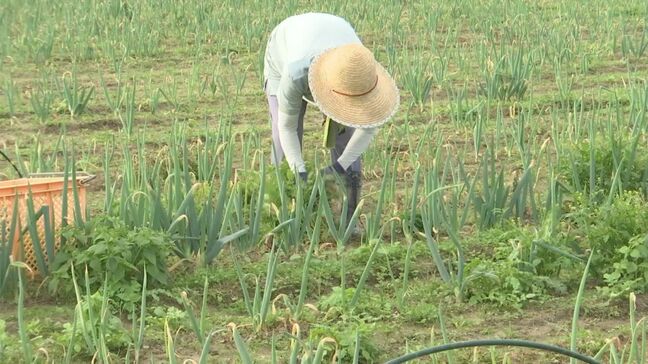 “スキマ時間”で「農作業」　全国のJAが導入する“スキマバイト”求人募集アプリとは？　畑の草取りで時給970円　「中には10回、20回来られる方も…」高齢化・人手不足の「農業」救う一手となるか|TBS NEWS DIG