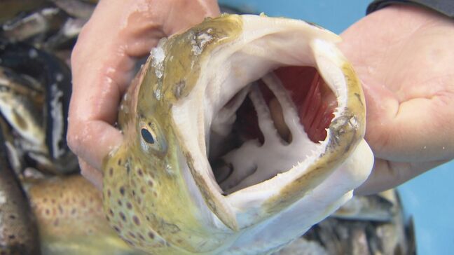 繁殖力が極めて強い “肉食外来魚”ブラウントラウト すでに川魚の7~8割を占める 根絶目指し駆除作業つづく 岐阜・飛騨市|TBS NEWS DIG