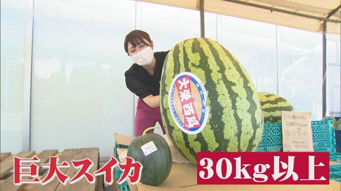 ドバイに輸出されるはずが…なぜかスーパーに　鳥取県特産の”スイカ”その大きさに驚愕！　|　BSSニュース | BSS山陰放送