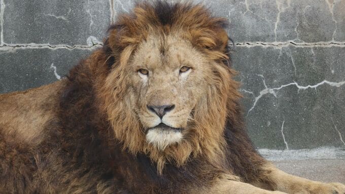 勇姿は６日に公開　「百獣の王」が徳山動物園に帰ってきた！山口県周南市|TBS NEWS DIG