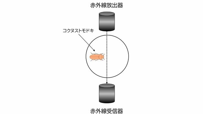 「太く短い生涯か、細く長い生涯か」運動活性が昆虫の「生き方」を決める仕組みを解明【東京大学・岡山大学など】|TBS NEWS DIG