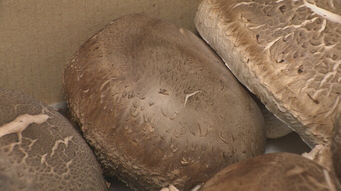 高校生の“高級シイタケ”が11万円「驚きと嬉しさと…」地震で栽培やり直して初出荷　|　石川県のニュース｜MRO北陸放送