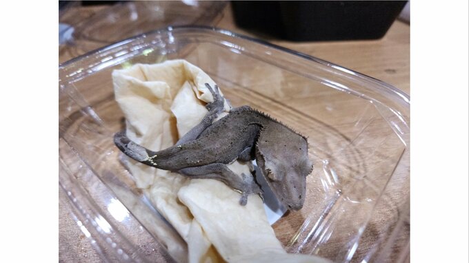 ヤモリの人気希少種「クレステッドゲッコー」即売会で2匹盗まれる　1匹「60万円」国内でほぼ流通せず…高湿度で体が黒変色「チャコールカプチーノ」|TBS NEWS DIG