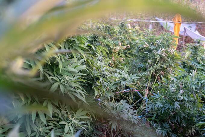 Cannabis plants in flower.