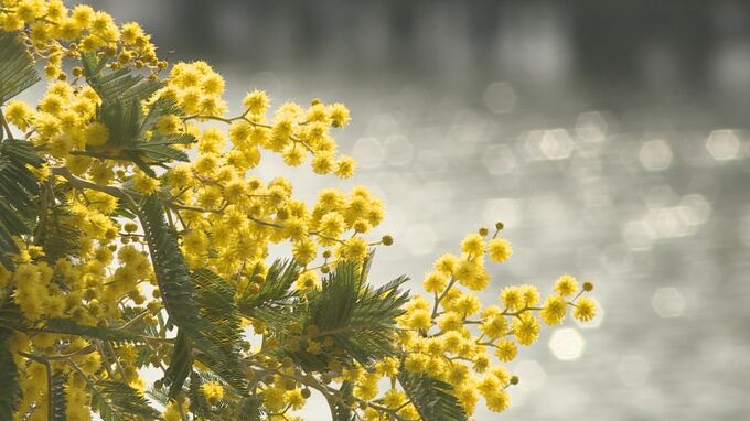 公園のミモザ見頃に「青空と黄色がきれい」山口・宇部　|　山口のニュース・天気・防災｜tys NEWS｜ｔｙｓテレビ山口