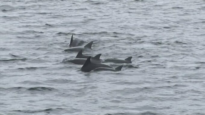 「おー飛んでる飛んでる」まるで水族館のショー　港に野生のイルカの群れが現れる　|　BSSニュース | BSS山陰放送