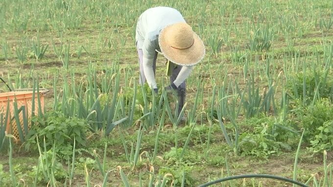 “スキマ時間”で「農作業」　全国のJAが導入する“スキマバイト”求人募集アプリとは？　畑の草取りで時給970円　「中には10回、20回来られる方も…」高齢化・人手不足の「農業」救う一手となるか|TBS NEWS DIG