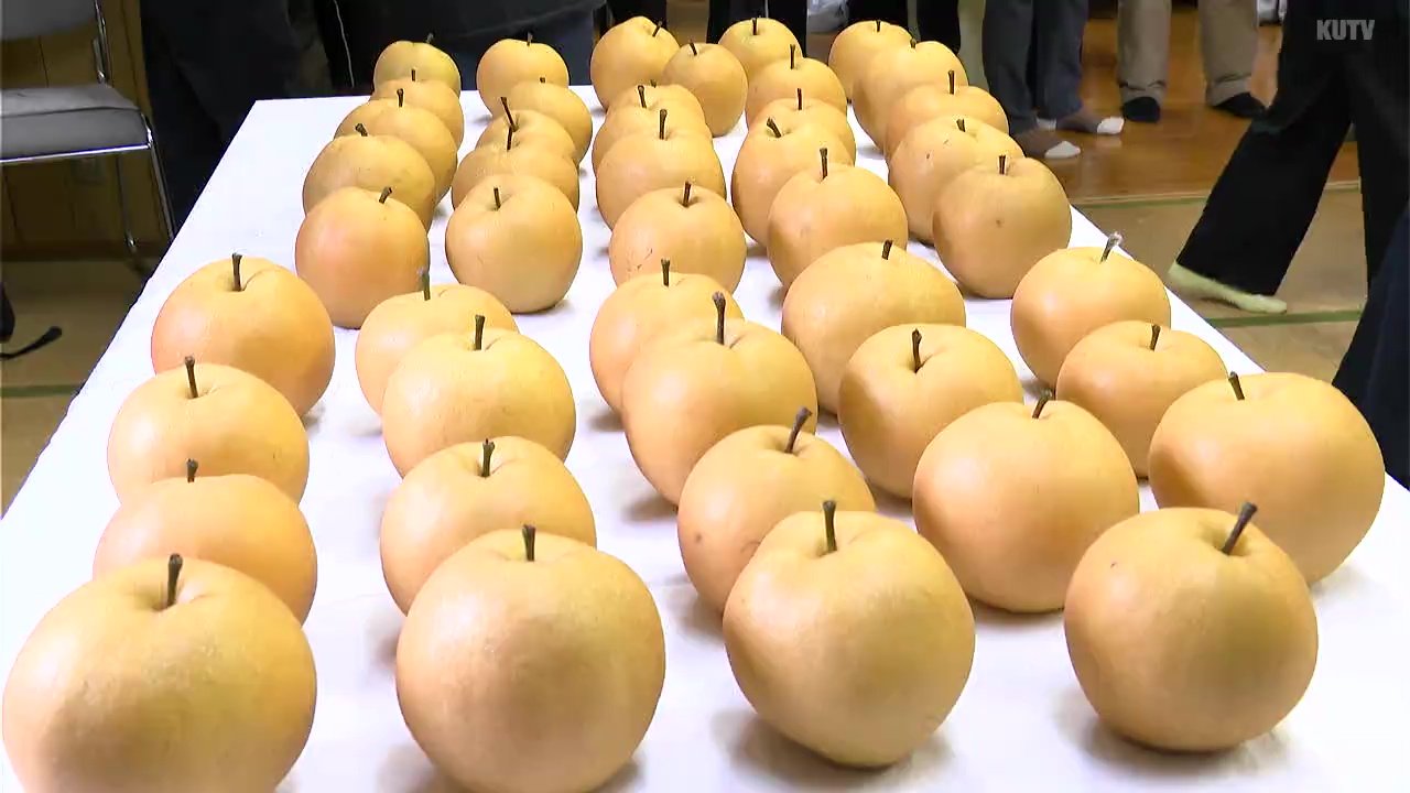 猛暑・渇水で「木が日に焼ける」も、生産者の努力で上々の梨に！「平均