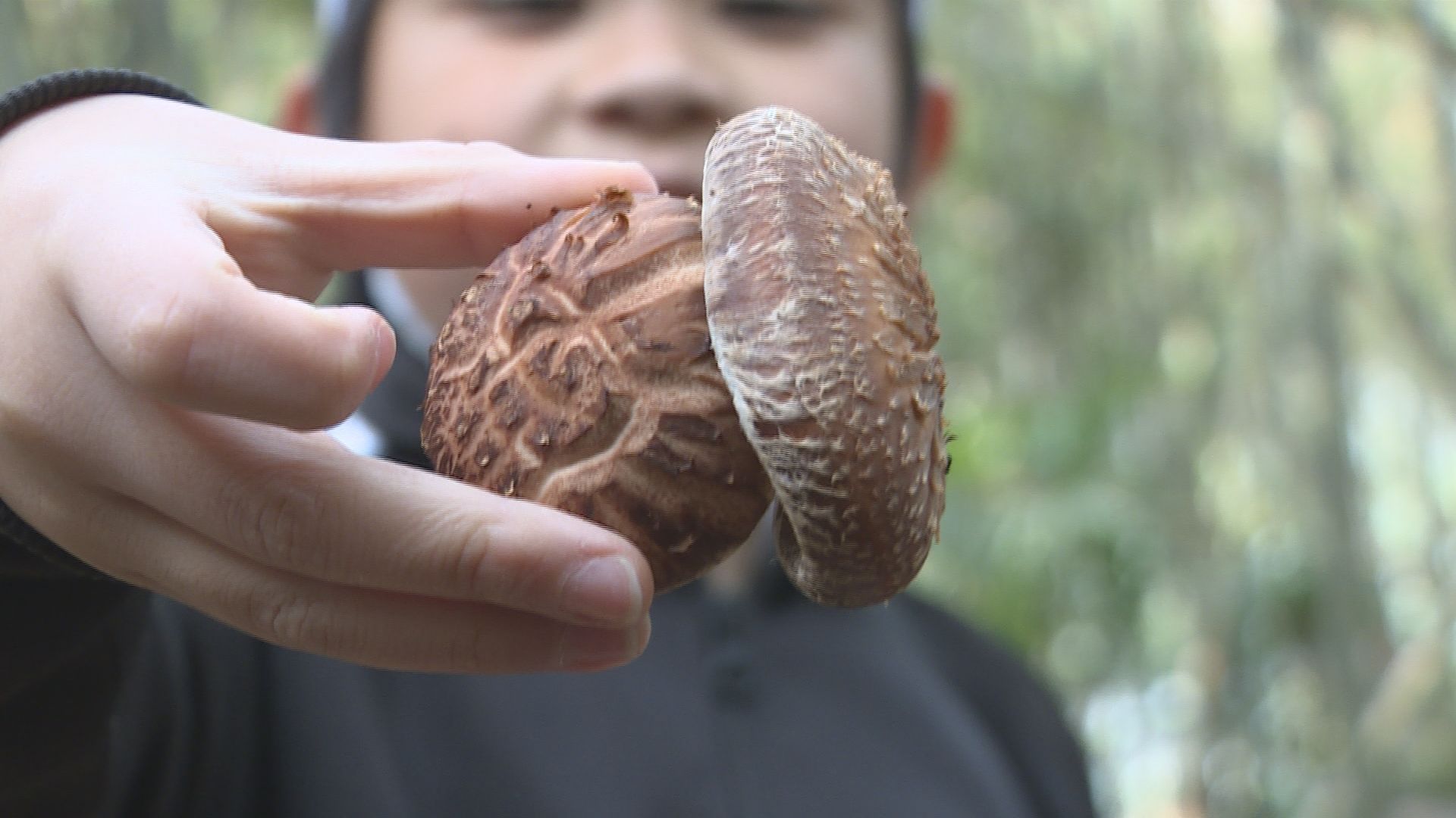 シイタケの菌を植え付ける“原木シイタケ”作り 児童が体験 | 山口の