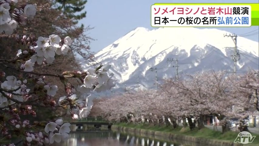 日本で一番」弘前公園のサクラ “津軽富士”岩木山と競演 外堀では「7分