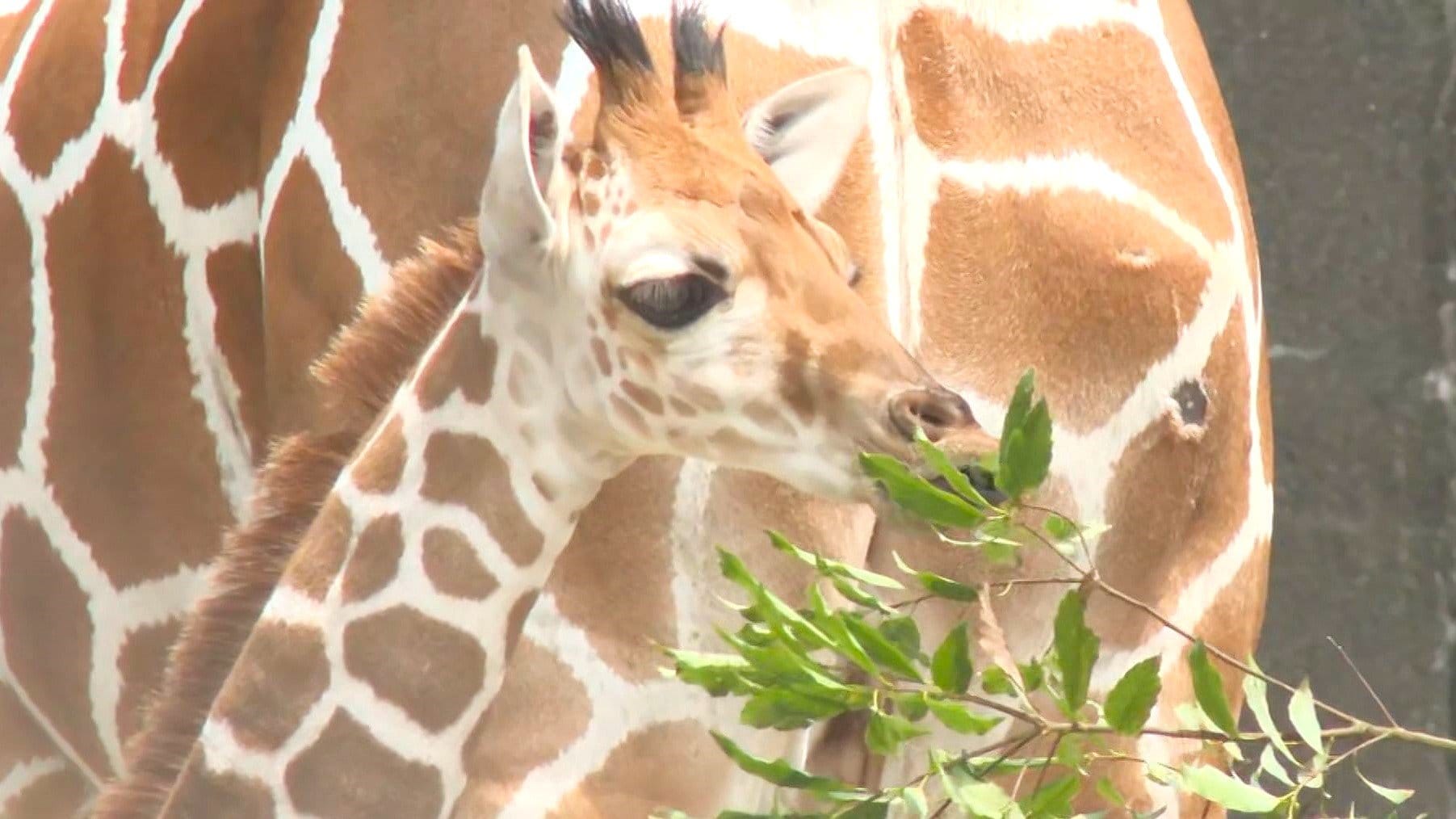 アフリカンサファリにキリンの赤ちゃん誕生 大きな瞳に長い首