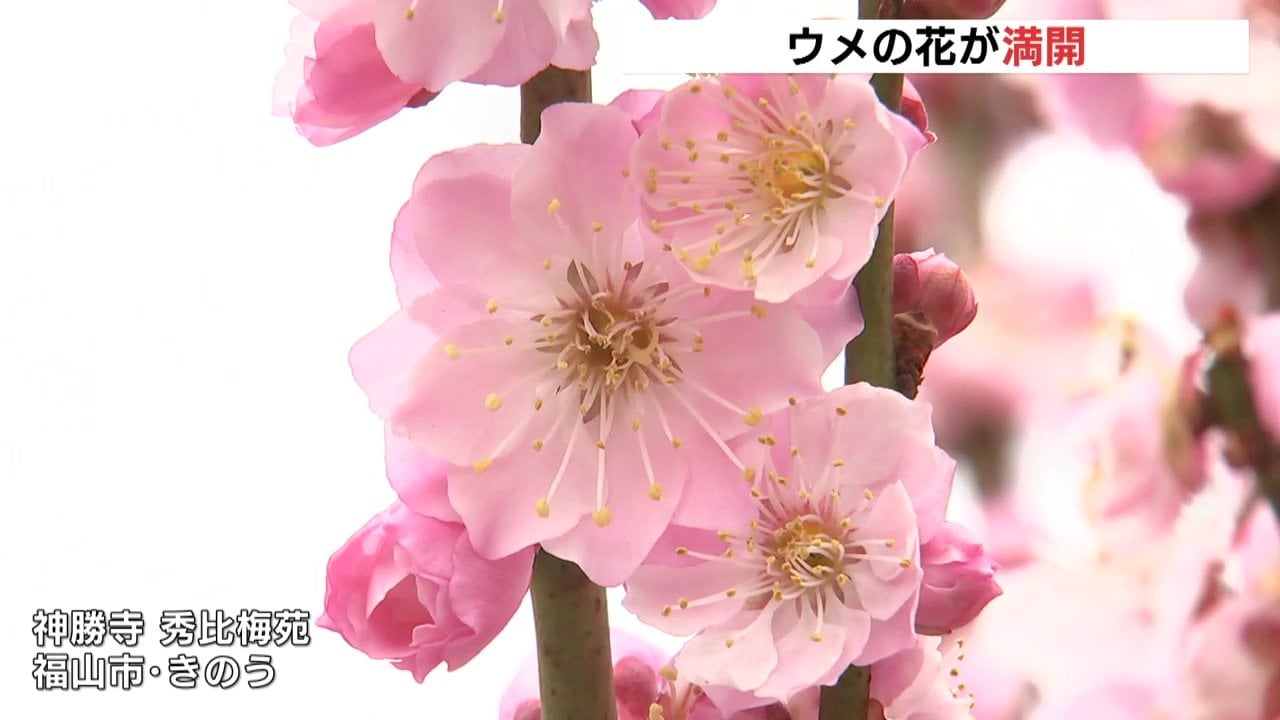 初公開 神勝寺・秀比梅苑のウメの花が満開 「しだれ梅」など40種類