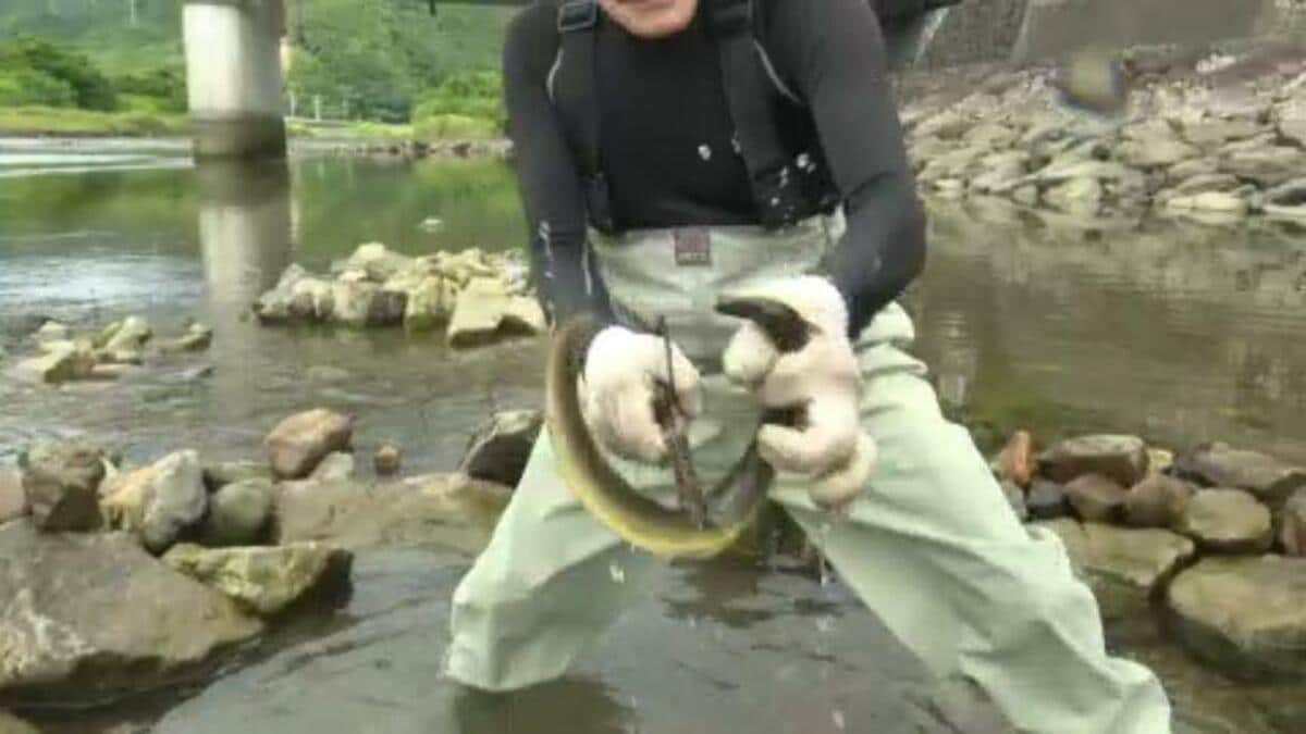 愛知県産　天然川ウナギ　４４０ｇ　６月８日捕獲分　！！ 天然ウナギ川で捕獲して保育所へ 地元愛する男性が始めた子どもたちへの食育　島根　NNNセレクション