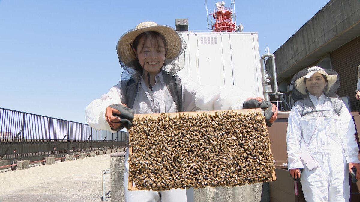 市役所の屋上が“養蜂場”に!? 名古屋市が約1万匹のミツバチを飼育 今後は市民向けの体験イベントも
