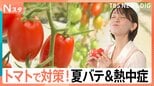 熱中症対策は「トマトに塩」農家直伝! 夏バテ&熱中症対策でトマトに注目 建設現場では差し入れにも【Nスタ】|TBS NEWS DIG