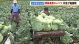 お好み焼きにオススメ!「神鍋高原キャベツ」収穫が最盛期 春の気温高く例年より早い収穫 兵庫・豊岡市|TBS NEWS DIG