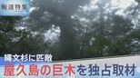 「縄文杉より大きい木が、何本も残っている」屋久島、未知の巨木が残る「山師の森」を独占取材【報道特集】|TBS NEWS DIG