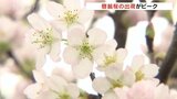 冬に咲くサクラ「啓翁桜」の出荷がピーク ことしは品質が上々 富山|TBS NEWS DIG