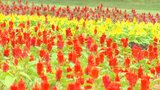 サルビアやケイトウ…秋の花が咲き誇る くじゅう花公園でオータムフラワーフェスタ 大分 | 大分のニュース|OBS NEWS|大分放送