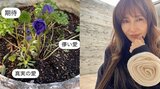 【工藤静香】次女・Kōki,の主演映画の公開日に吉兆　「テンションが上がるう」植えたことも忘れたアネモネを発見 “期待＆真実の愛”|TBS NEWS DIG