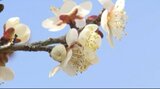 青空バックにほころぶ一足早い春…竜峡小梅三分咲きに、満開迎える20日前後にはウグイスの鳴き声も響く　　|　SBC NEWS | 長野のニュース | SBC信越放送