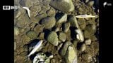 「川で魚が死んでいる」静岡市・庵原川でアユなど約500匹の魚類大量死 原因不明で市が調査中=静岡市清水区|TBS NEWS DIG