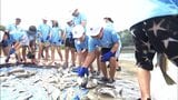 ふるさとの海の豊かさを感じる　小学生が地引き網漁を体験　|　MRTニュース ｜ ＭＲＴ宮崎放送