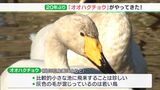 20年ぶりにいらっしゃい！「オオハクチョウ」が蓮華寺池に飛来―静岡・藤枝市|TBS NEWS DIG