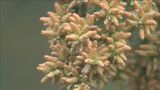 花粉症…実は新型コロナやインフルかも 専門家にきいたポイントと対策 | 大分のニュース|OBS NEWS|大分放送