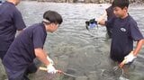 1時間でおよそ100キロ! 中学生が地域の基幹産業であるウニの収穫に挑戦 岩手・洋野町|TBS NEWS DIG