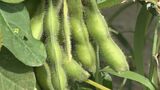 「大きくておいしそう」小学生が枝豆の収穫体験 食べることと農業の大切さなど学ぶ=浜松市 | 静岡のニュース | SBSNEWS | 静岡放送