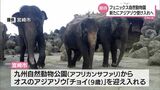 新しい命に期待 宮崎市フェニックス自然動物園 11月にオスのアジアゾウがやって来る! | MRTニュース | MRT宮崎放送