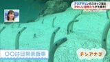 チンアナゴはなぜ同じほうを向く?世界で唯一飼育されている生き物も登場!【ぷくぷくキュンアニマルズ⑬】 | 福島のニュース│TUF