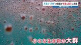 続報!大量発生「天使」の正体は?水族館が興味を示し・・・ 熊本・天草市 | 熊本のニュース|RKK NEWS|RKK熊本放送