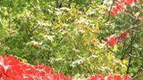 暑さの影響が”紅葉”にも 『熱海紅葉まつり』見頃は11月末か 遊歩道復旧した川根本町は巻き返しに期待=静岡県 | 静岡のニュース | SBSNEWS | 静岡放送
