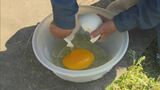 30人前の卵焼き!世界一大きな卵が無料で食べられる ただ”運”次第… 鳥取県の観光農園|TBS NEWS DIG