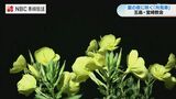 教会前の広場に咲いた「月見草」夏の夜の花 “待宵草”の可憐な花　長崎県五島市　|　長崎のニュース | 天気 | NBC長崎放送