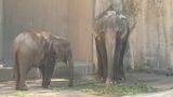 4頭のゾウ福岡市動物園に引っ越し完了 ミャンマーから20時間を超える長旅 | 福岡のニュース|RKB NEWS|RKB毎日放送
