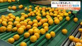 おいしく育ちました! 全国有数のミカン産地「JAにしうわ」から早生ミカン初出荷 5日に東京・大田市場で初セリ | 愛媛のニュース - Nスタえひめ|あいテレビは6チャンネル
