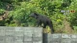 ｢クマが道路を渡った｣ 小学校から約500mの交差点近く ブロック塀の上を悠然と歩く姿も…体長1mほどの成獣か 岐阜･揖斐川町|TBS NEWS DIG