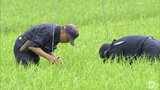 イネの生育調査　青森市の生育状況は平年並みで順調　県は出穂前の草刈り徹底と追加で肥料を与える前の生育診断の実施を呼びかけ|TBS NEWS DIG