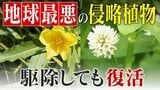 すぐに復活 駆除は極めて困難 “地球最悪”の侵略植物 田植えはしたけれど…｢黄色い花｣と｢白い花｣の群生に注意を！|TBS NEWS DIG