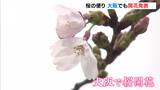 大阪で桜の開花が発表　平年より1日早い開花　今後1週間くらいで満開となる見込み|TBS NEWS DIG