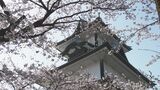 見ごろを迎えたサクラのトンネル 金沢の満開はいつ？　|　石川県のニュース｜MRO北陸放送