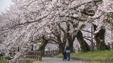 春爛漫 満開のサクラと白い雪やなぎのコントラスト...春の色 見事に 富山 | 富山のニュース|天気・防災|チューリップテレビ