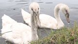 高原の湖で白鳥のヒナがすくすく育つ 2羽が志高湖デビュー 大分・別府市 | 大分のニュース|OBS NEWS|大分放送