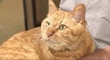 「吾輩はネコ館長である、名前はムクニャン…」迷い猫から館長に就任して10年！「ネコ館長」の人気の秘密を密着取材したニャン！吾輩は長野・喬木村の「椋鳩十記念館・記念図書館」にいるニャー　|　SBC NEWS | 長野のニュース | SBC信越放送