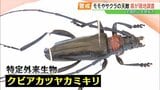 「かなりの脅威」木を食い荒らし、フン混ざった“フラス”で枯らす…特定外来生物「クビアカツヤカミキリ」20都府県で確認|TBS NEWS DIG